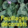 CES FEUILLAGES QUI ASSURENT LE SPECTACLE