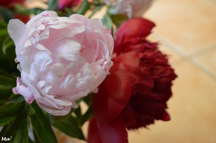 180513_bouquet_pivoines