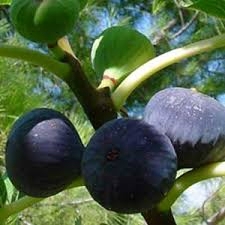 Figues1