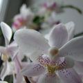 Mon orchidée, plus belle que jamais