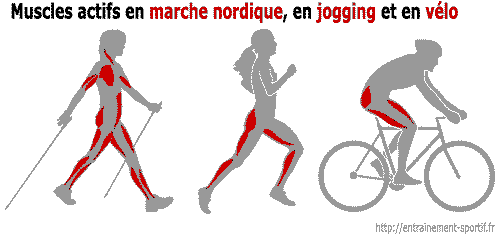 nordicwalking-muscles