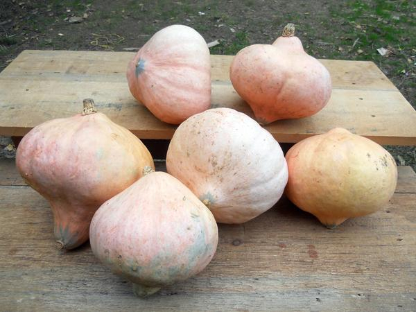 Photo-Hidatsa-winter-squash-maxima_grande