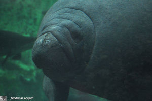 Lamantin_de_Floride