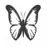 le-papillon-de-nath-tampon-nm