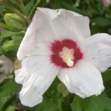 hibiscus_blanc