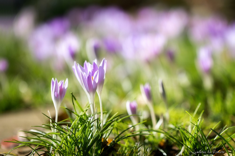 wb_Crocus Bonne Maison_20200207_8916