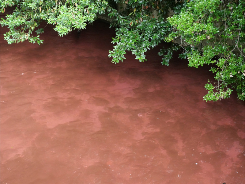 Niort Sèvre colorant rouge 150620 fond arbres