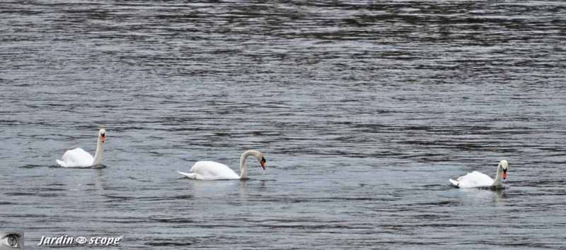 3_Cygnes