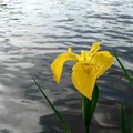 iris des marais (étang de Vergne-Labouesse)