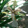 Un Iris foetidissima f. citrina issu de semis spontanés…!