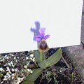 Mes orchidées 3