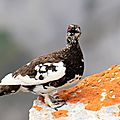 Lagopède alpin, Lagopus muta