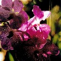 Orchidée, souvenir de Thaïlande