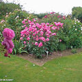 Rosier 'Offranville' (Photo juin 2009)