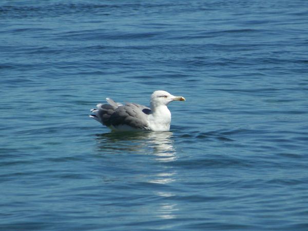 porquerolles 003
