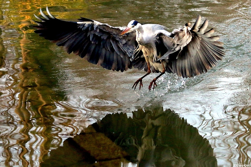 heron02