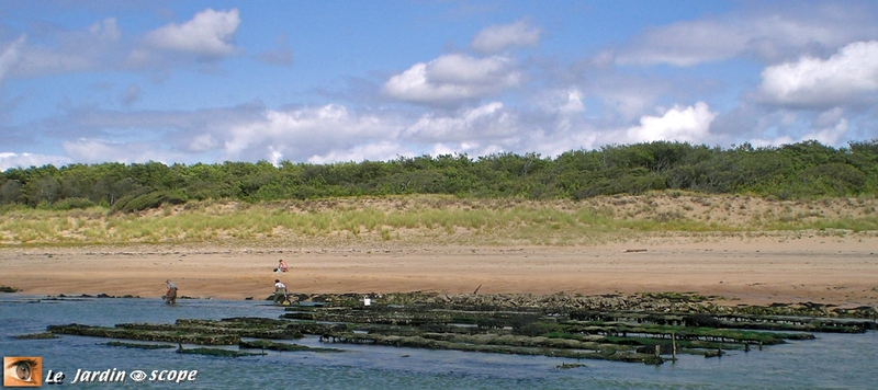 Estuaire du Payré (Les sables-d'Olonne)